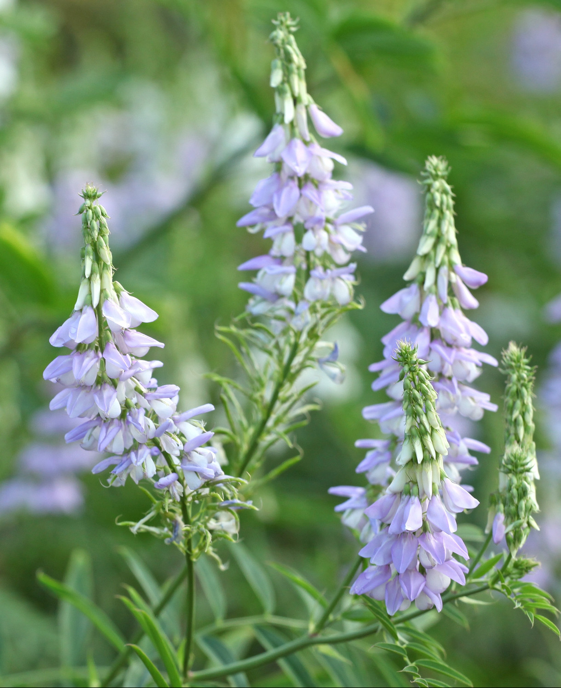 Galega officinalis