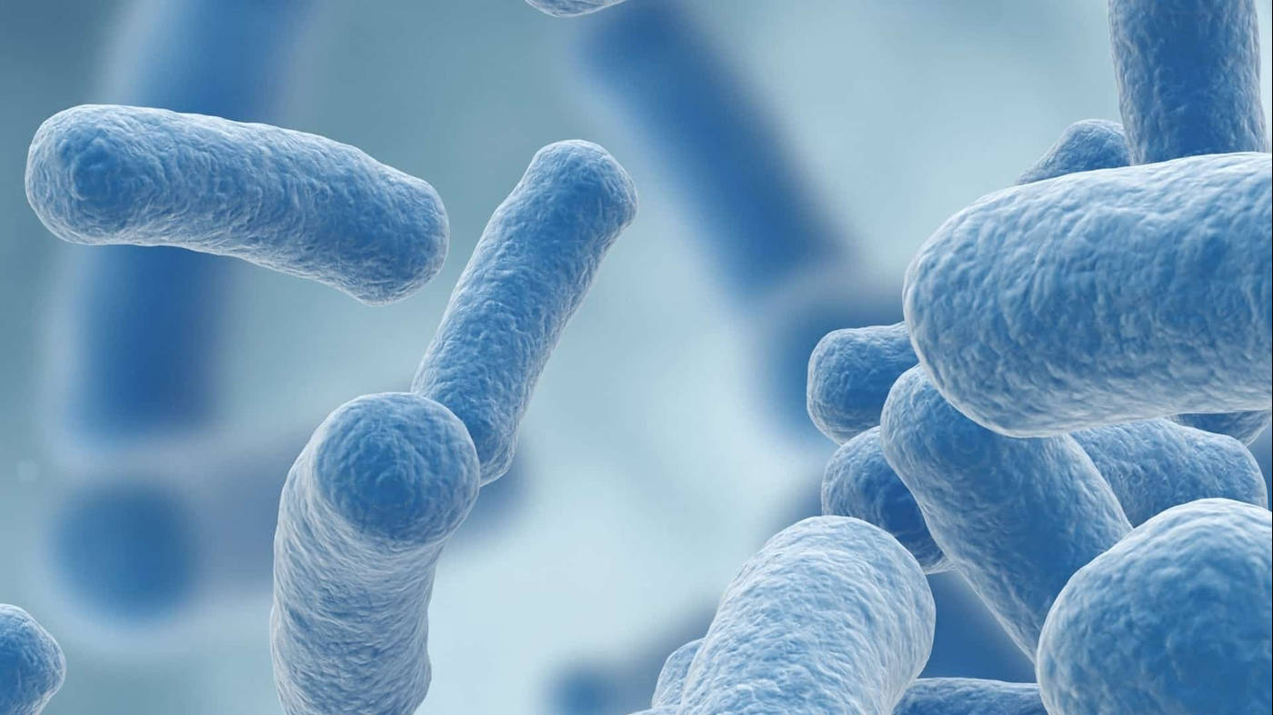 Lactobacillus gasseri 