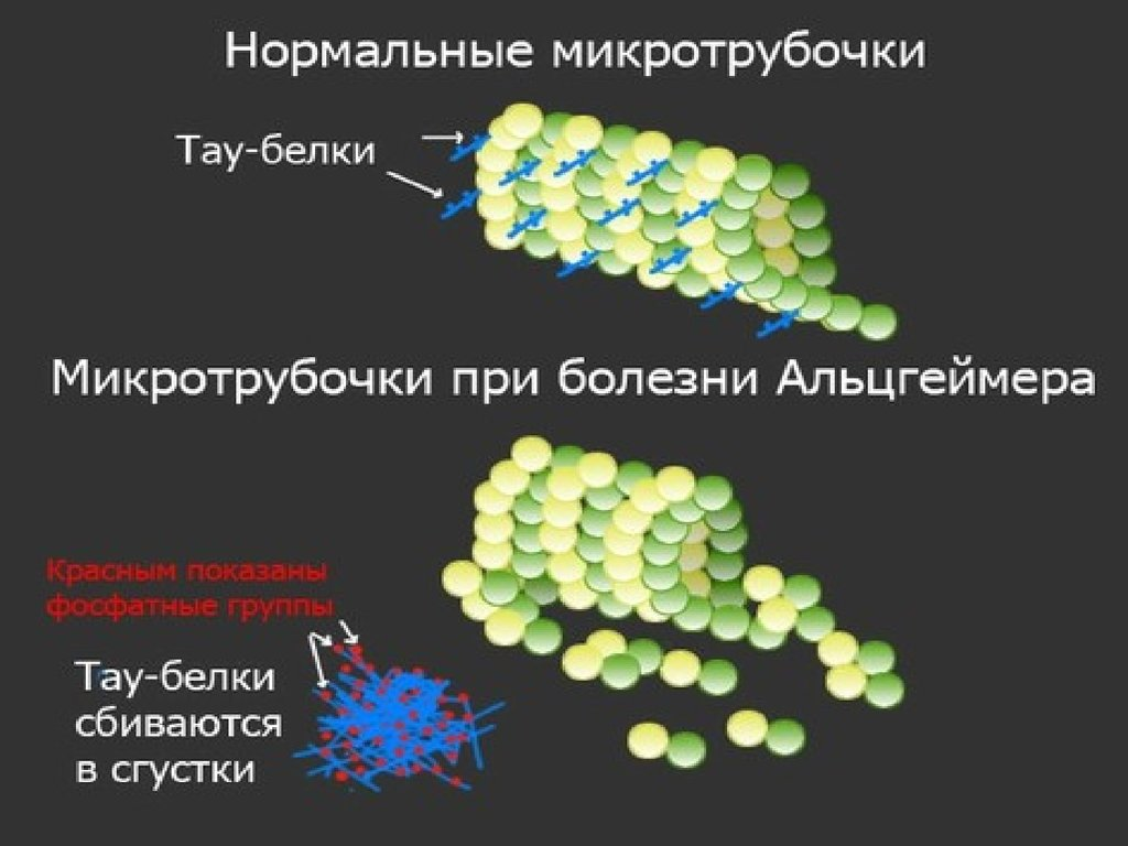 Тау-белки