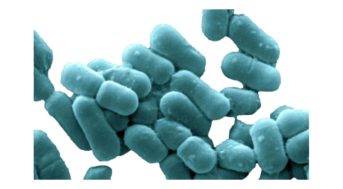 Lactobacillus fermentum